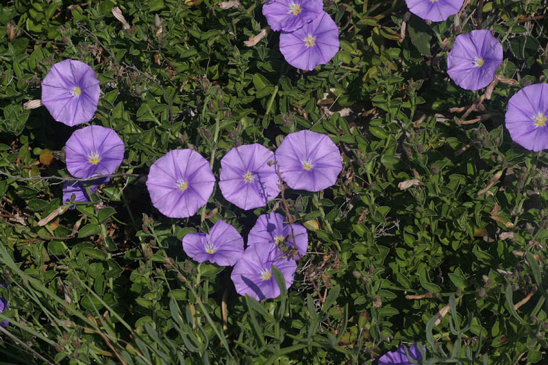 Convolvulus sabatius / Convolvolo savonese